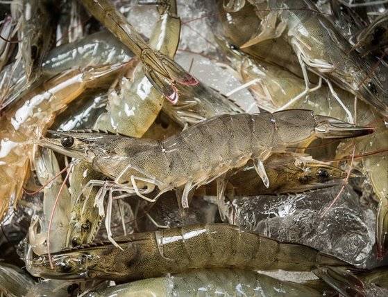 바이오플락 방식으로 양식한 흰다리새우. 사진 대한민국농수산제공