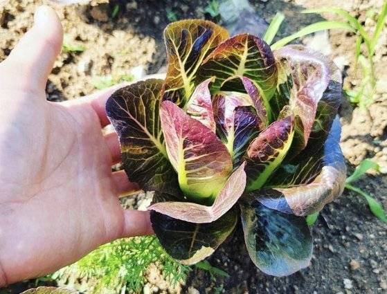 김수향 대표는 "햇볕을 잔뜩 받고 좋은 흙에서 자란 채소를 바로 그 자리에서 먹어본다면, 그 맛을 잊을 수 없을 것"이라고 설명한다. [사진 큔인스타그램]