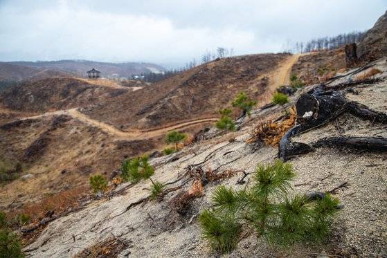 2019년 4월 대형 산불이 났던 강원도 고성군 토성면 성천리는 피해 복구 과정에서 경기도의 도움을 받아 '경기의 숲'을 만들었다. 여전히 거뭇거뭇 상처를 간직한 야산에 소나무 묘목이 자라는 모습에서 작은 희망을 엿본다.