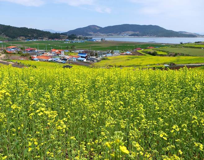 선학동유채마을의 봄. 장흥군청 제공