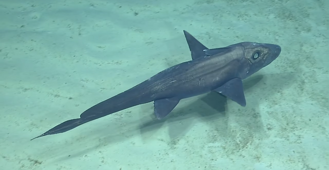 가장 오래된 것으로 추정되는 심해 어류 은상어. 사진=EV 노틸러스