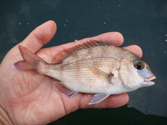 어린 참돔은 체측에 붉은색 띠무늬들이 보이지만 성장하면서 없어진다. 사진 명정구 박사