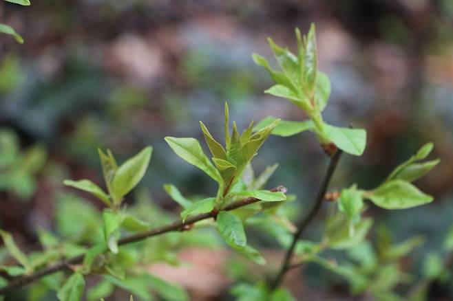 귀룽나무 새 잎. 지난 주말 서울 남산.