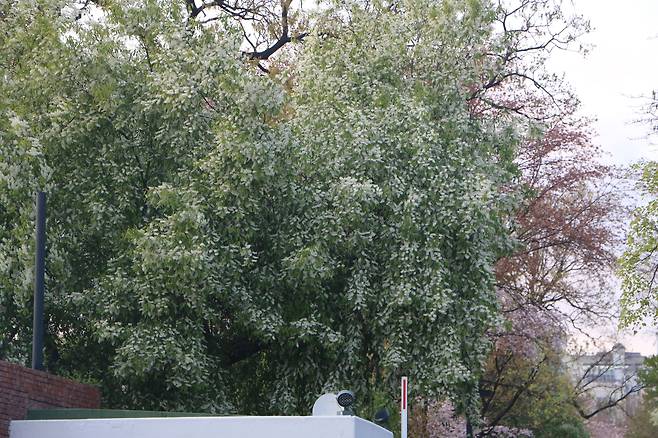 4~5월 꽃이 만개한 귀룽나무.