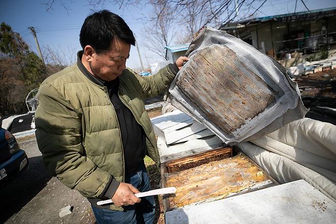 3월16일 경남 창녕군에서 양봉을 해온 노천식씨가 꿀벌이 사라진 벌통을 살펴보고 있다. ⓒ시사IN 신선영