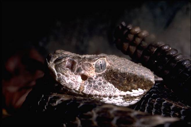 고양이눈을 한 뱀은 독사일 가능성이 아주 높다. 어둠 속에서 방울뱀이 또아리를 틀고 있는 방울뱀의 눈매가 예사롭지 않다. /미국 농무부 홈페이지