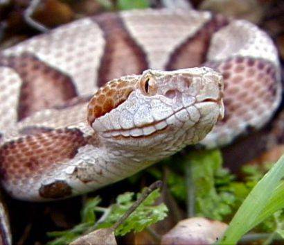 대표적인 독사인 코퍼헤드뱀이 정면을 응시하고 있다. /미국 질병통제예방센터 홈페이지