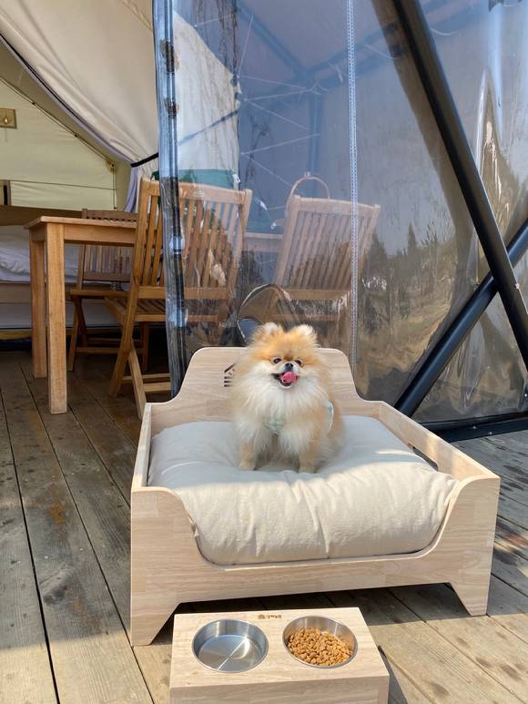 상하농원이 봄을 맞아 애견과 함께하는 '개 편한 글램핑 패키지'를 운영한다. [사진=상하농원]