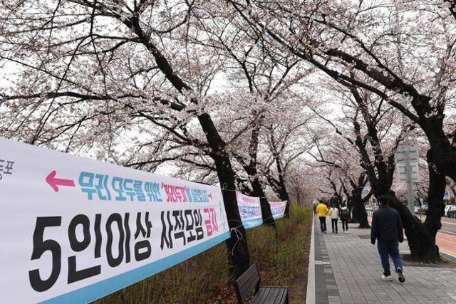 벚꽃이 개화한 여의도 윤중로를 지난해 2월 28일 시민들이 산책하고 있다. 국회 뒤편도로가 코로나 감염예방을 위해 전면통제 된다는 안내 현수막이 걸려 있다. 오대근 기자