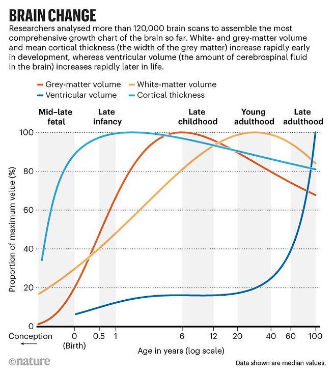 뇌 성장도표. 인지기능을 담당하는 대뇌 피질의 회색질(진한 주황색)은 6세 직전 최고조로 발달하며, 연결조직인 뇌 안쪽 백색질(연한 주황색)은 29세 무렵 최고조에 달했다. 피질의 두께(연한 파란색)은 1.7세에 가장 두꺼웠다. 뇌척수액(진한 파란색)은 성인이 되면서 뇌조직이 감소함에 따라 급격히 증가했다./Nature