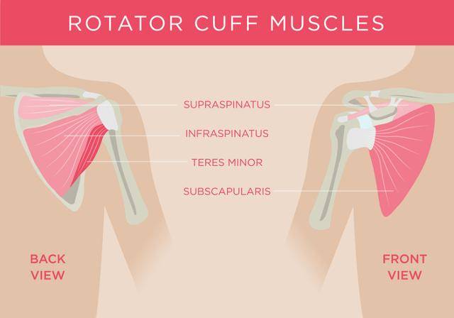 회전근개는 날개뼈 뒤쪽(등쪽)의 극상근(surpraspinatus·위에서부터), 극하근(infraspinatus), 소원근(teres minor), 그리고 날개뼈 앞쪽의 견갑하근(subscapularis)으로 이뤄져 있다. 게티이미지뱅크