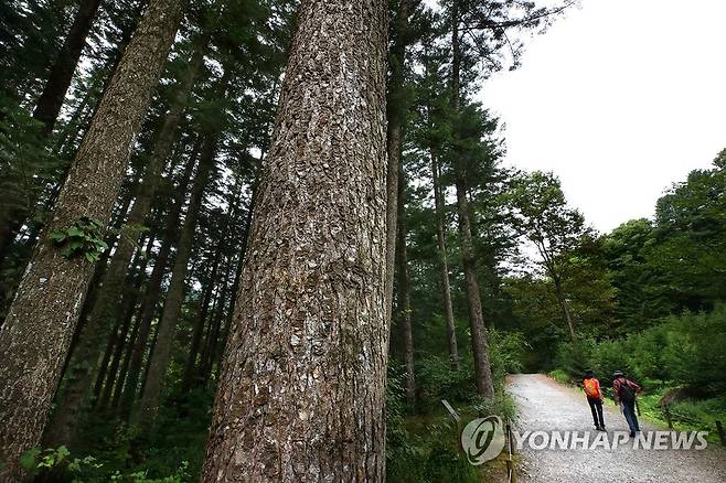 광릉숲 전나무숲길 [연합뉴스 자료사진]