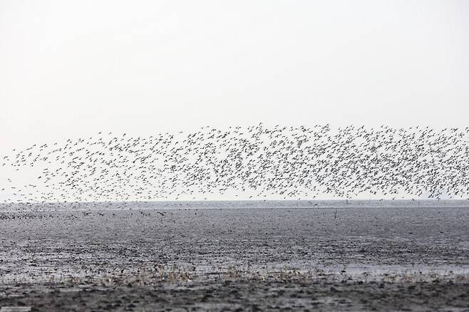 화옹지구가 포함된 화성호 안쪽 갯벌에는 매와 저어새 등 1급 멸종위기종 6종을 포함해 멸종위기 야생생물 24종 등이 서식하고 있다. 이정하 기자