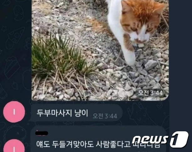 사람 좋다고 따라다닌 임신묘도 학대