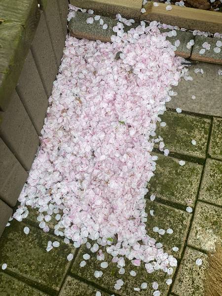 부지런히 쓸어 한쪽에 모아둔 벚꽃잎들. 바람 한 번 불면 말짱 도루묵이다./사진=남형도 기자