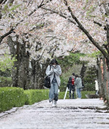 떨어진 꽃잎 또한 봄이니까, 늘 짧게 느껴지는 벚꽃 엔딩의 여운을 오래도록 간직하고 싶으니까. 그리 답하는 이들이 많았다./사진=뉴스1