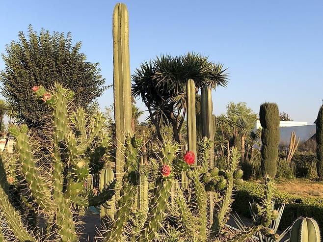 멕시코의 선인장  [촬영 고미혜]