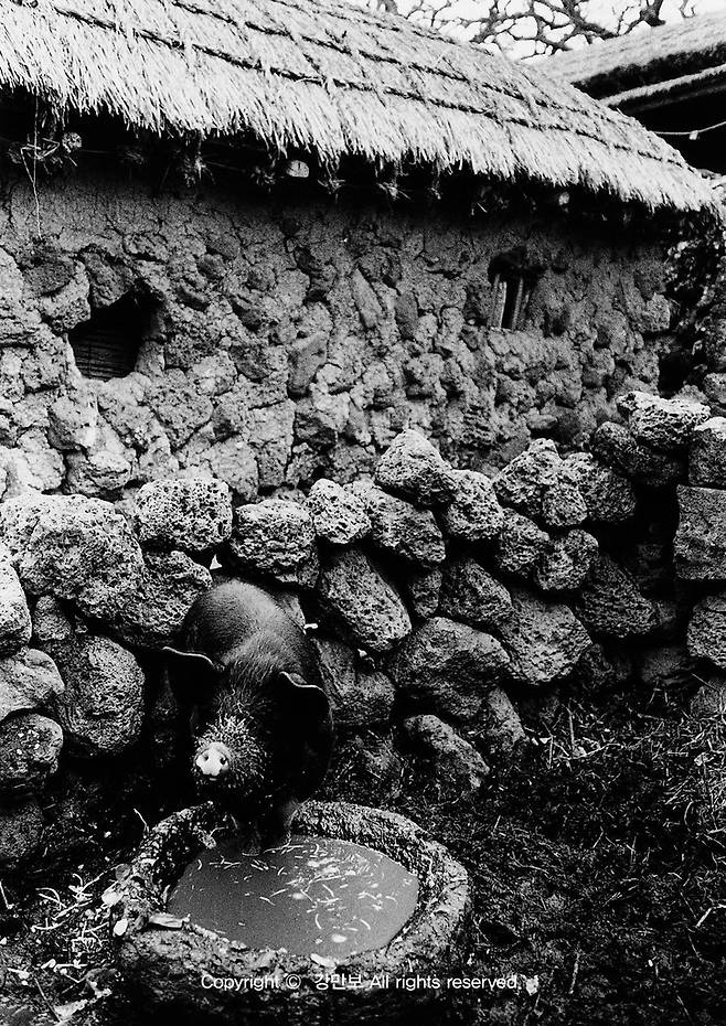 돗통시 안의 돼지 (제주=연합뉴스) 옛날 제주에는 집집마다 '돗통시'가 있었다. '돗'은 돼지를, '통시'는 뒷간을 뜻하는 말로 돗통시는 돼지우리와 화장실을 겸한 공간이다. 강만보 사진 작가 촬영. 2022.4.17 [제주학연구센터 제공, 재판매 및 DB 금지]