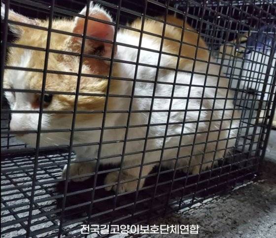 길고양이들을 학대한 것으로 의심되는 B씨가 활동한 공간에서 구조된 고양이. [전국길고양이보호단체연합 페이스북 캡처]