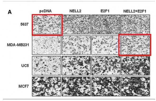 그림 5A에서 중복 사용된 이미지를 표시했다. 펍피어 홈페이지 캡쳐