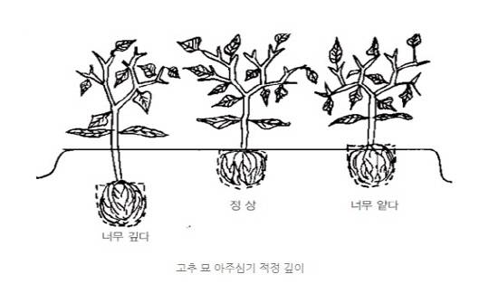 고추 묘 아주심기 적정 깊이 안내