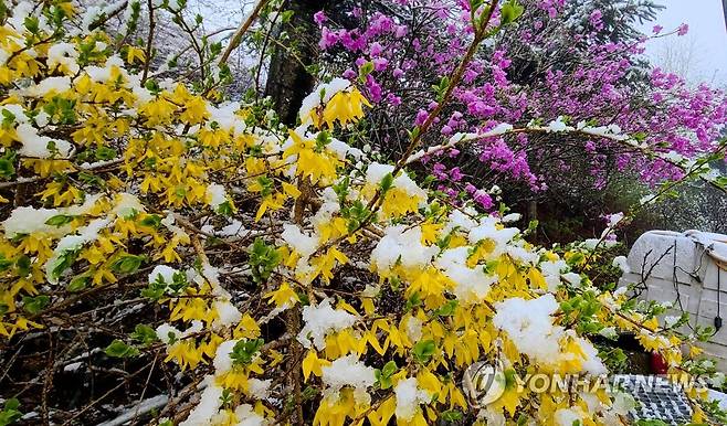 봄꽃과 눈꽃 (강릉=연합뉴스) 유형재 기자 = 29일 오전 강원 강릉시 왕산면 해발 1천100ｍ 안반데기에 눈이 쌓여있다. 2022.4.29 yoo21@yna.co.kr