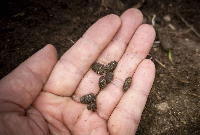 권혁재 핸드폰사진관/장수풍뎅이 애벌레 배설물