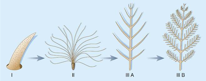 깃털 진화의 단계. 가지 없는 단일 가닥의 깃털(I단계)에서 여러 개의 가지로 갈라진 깃털(Ⅱ, Ⅲ)로 진화했다. (출처: Nature(2001))