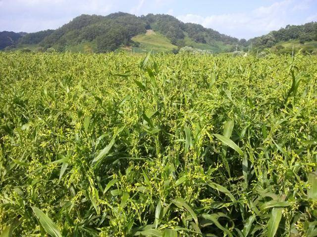 9월 수확기의 연천 율무밭. 연천군 제공
