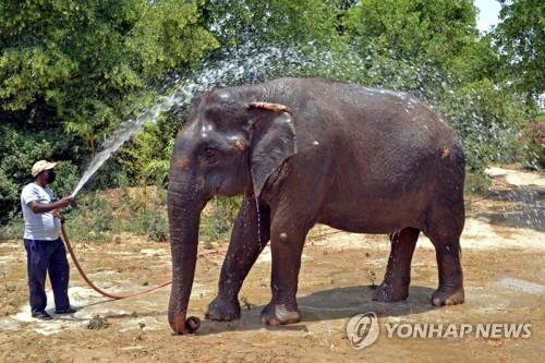 1일 인도 파라에서 코끼리에게 물을 끼얹어 주는 동물 보호 기관 직원. [AFP 연합뉴스 자료사진. 재판매 및 DB 금지]