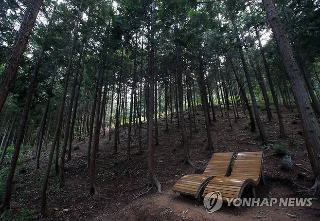 울산 천마산 편백산림욕장 [연합뉴스 자료사진]