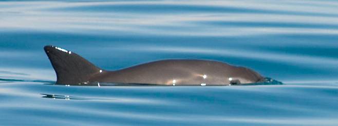 지구상에 단 10마리만 남은 것으로 파악된 멸종위기 바키타돌고래