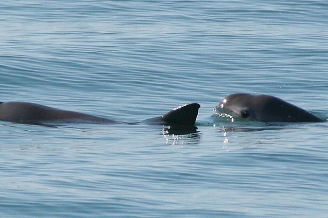 캘리포니아만에서 발견된 바키타돌고래의 모습이다. 미국해양대기청(NOAA) 제공