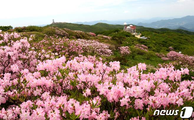 단양 소백산 정상에 만개한 철쭉.© 뉴스1