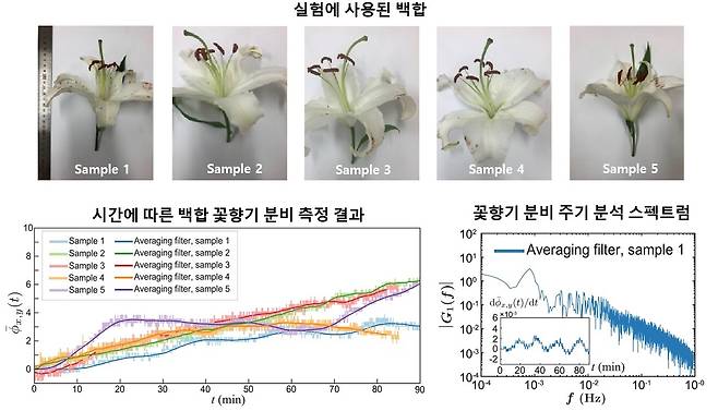 실험에 사용된 백합과 꽃향기 분비 측정 결과(KAIST 제공)© 뉴스1