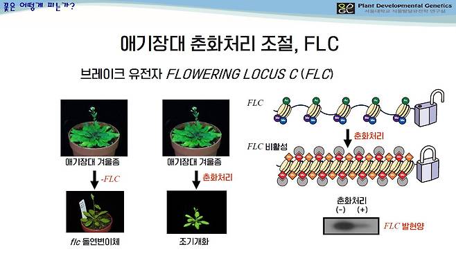 애기장대 춘화처리 설명 화면. /서울대 이일하 교수 강연 PPT