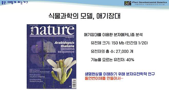 식물과학의 모델, 애기장대. /서울대 이일하 교수 강연 PPT