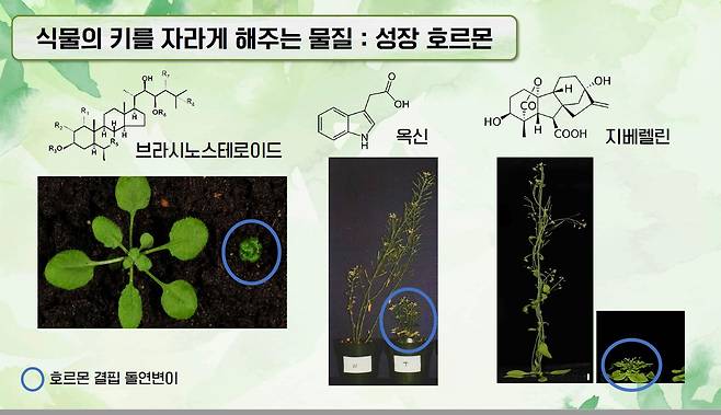 각 성장 호르몬이 부족할 때 결과를 보여주는 애기장대 사진. /충북대 조현우 교수 강의 PPT
