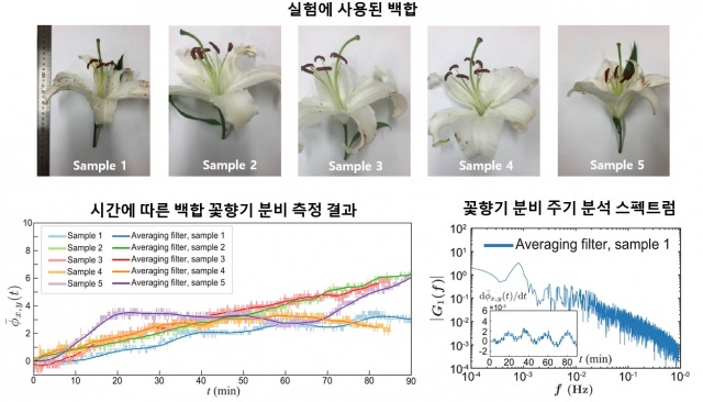 실험에 사용된 백합과 꽃향기 분비 측정 결과. KAIST 제공