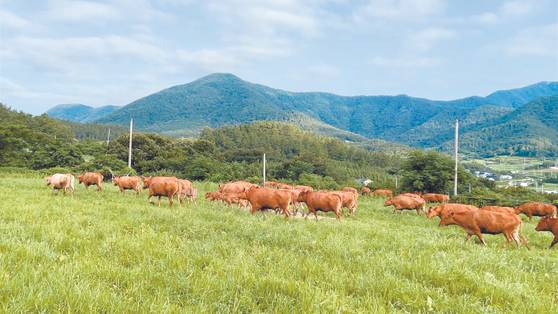 축사 열 배 넓이 운동장에서 뛰노는 풀로만목장 소들. [사진 이택희]