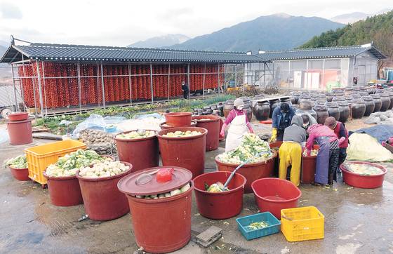 찬해원 김장에는 30가지 재료가 들어간다. 배추 3000포기를 김장 전날 헹구고 있다. 뒤로 대봉감 4만 개를 깎아 곶감을 말리는 덕장이 보인다. [사진 이택희]