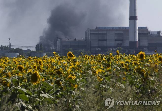 우크라이나의 해바라기밭 [AP 연합뉴스 자료사진.재판매 및 DB 금지]