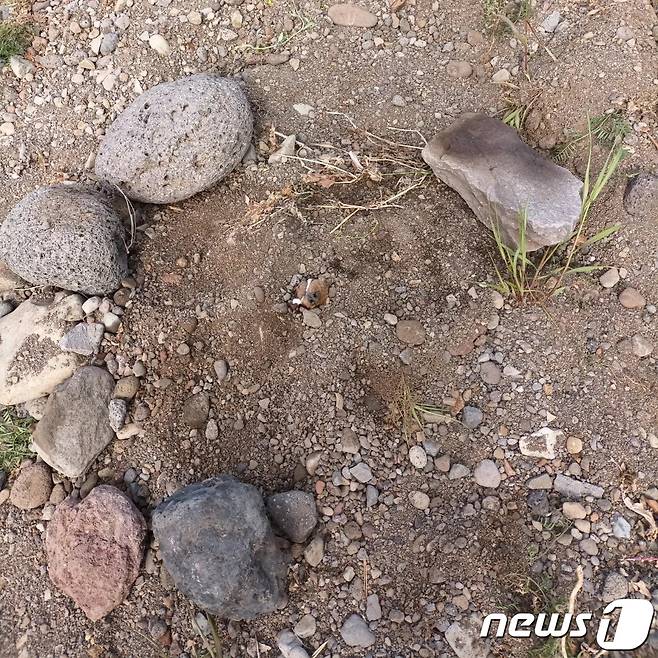 지난 19일 오전 제주시 내도동 도근천 인근 공터에서 살아있는 강아지가 파묻힌 채 발견됐다.(중고거래사이트 갈무리) 2022.4.20/뉴스1 © News1