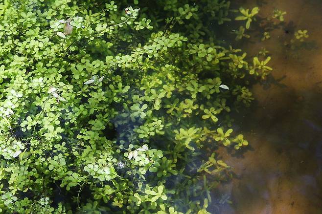 복원된 습지에는 다양한 습지 식물이 산다. 사진은 물별이끼.