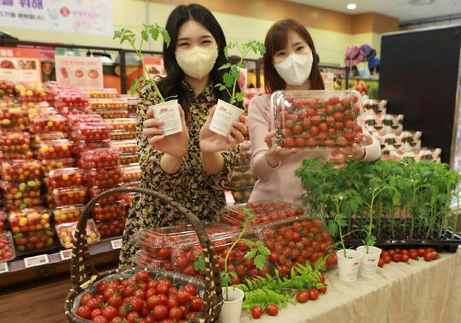 직원들이 서울시 중구 봉래동에 위치한 롯데마트 서울역점에서 충남오감 대추방울토마토를 홍보하고 있다. 롯데쇼핑 제공.