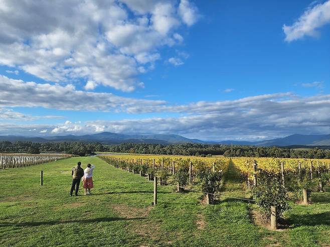 오스트레일리아 야라밸리의 도멘 샹동 와이너리 앞에 포도밭이 넓게 펼쳐져 있다. 허윤희 기자