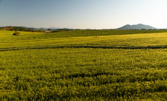 전국에 보리밭은 흔해도 고창 학원농장처럼 지형이 멋진 곳은 찾아보기 어렵다. 완만한 구릉에 연둣빛 보리가 일렁이는 모습이 눈부시다. 청보리밭축제는 이달 15일까지이지만 축제가 끝나도 보리밭을 구경할 수 있다. 보리는 6월에 수확한다.