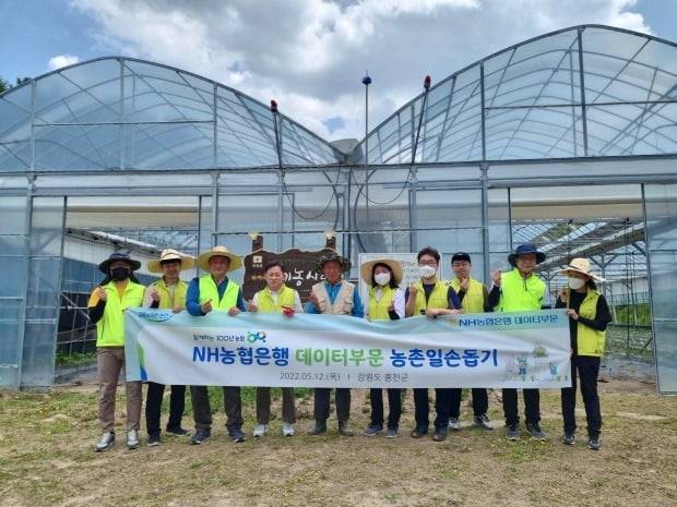 지난 12일 강원 홍천군 농가를 찾아 일손 돕기에 나선 농협은행 데이터부문 임직원들. /사진=농협은행