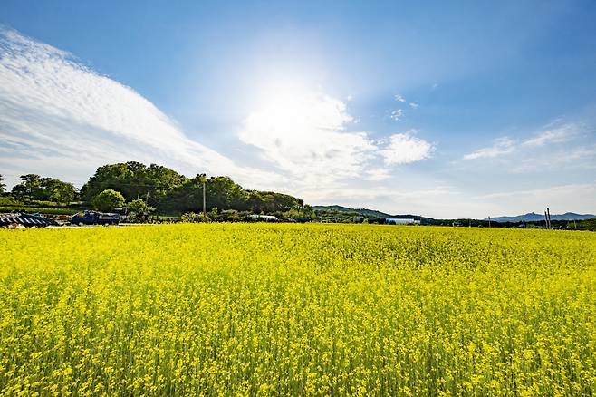 의왕시 초평동 유채밭