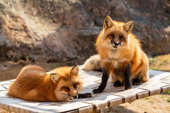 붉은 여우 [이미지출처=연합뉴스]